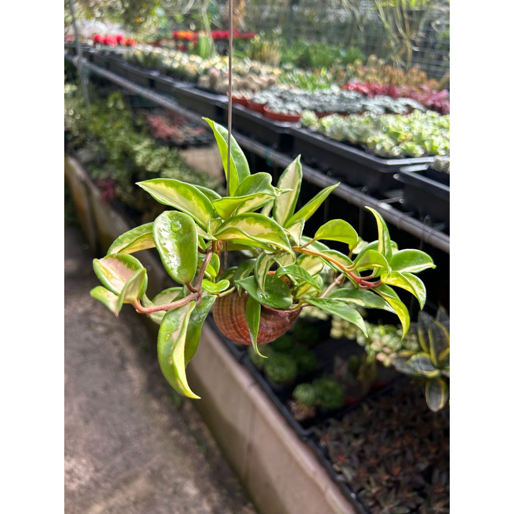 Hoya Crimson Queen In Hanging Snail Shell *Houseplant* | Shopee Singapore