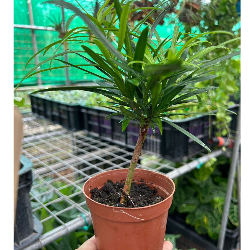 Podocarpus macrophyllus (Buddhist Pine) *Houseplant* | Shopee Singapore