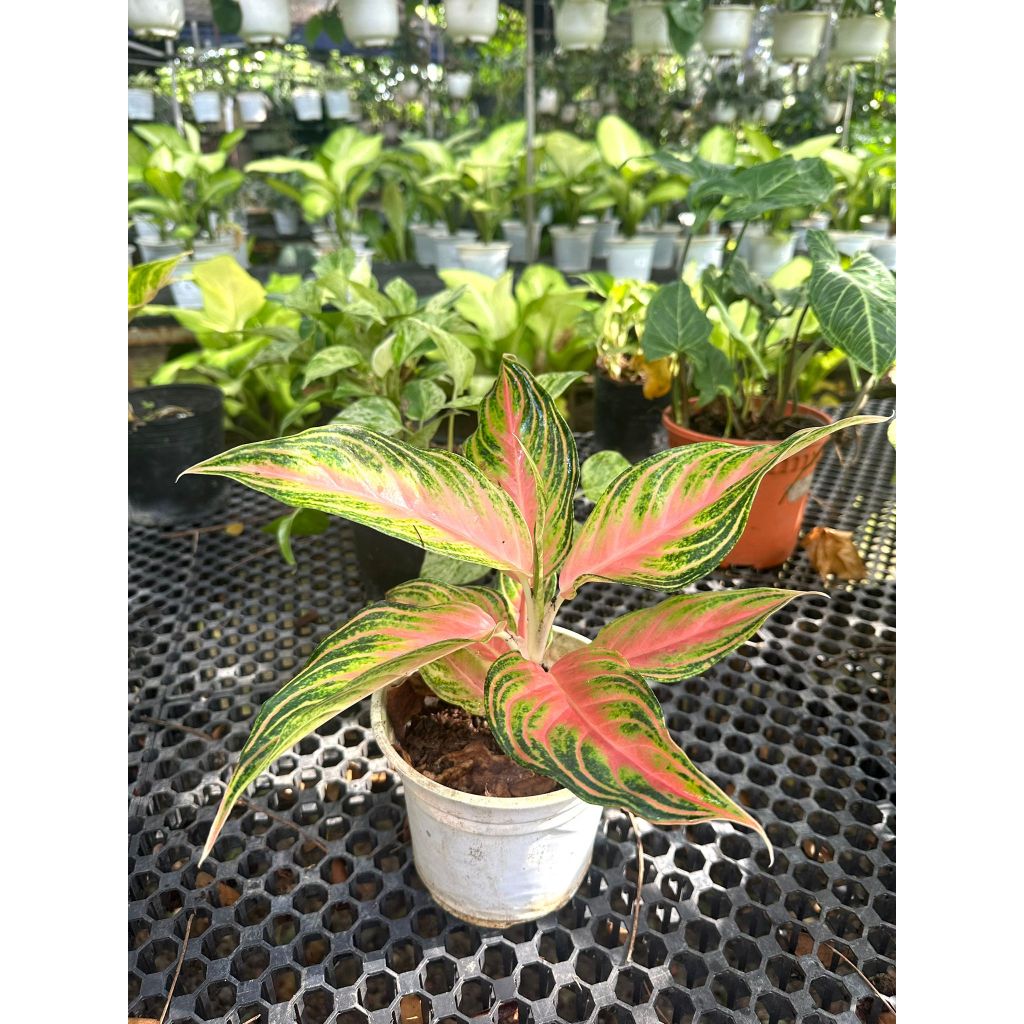 Aglaonema Golden Fluorite, Chinese Evergreen Golden Fluorite, Aglaonema,  Indoor Plant | Shopee Singapore