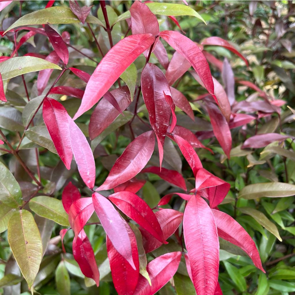 Syzygium myrtifolium (Roxb.) Walp.(1m) | Shopee Singapore