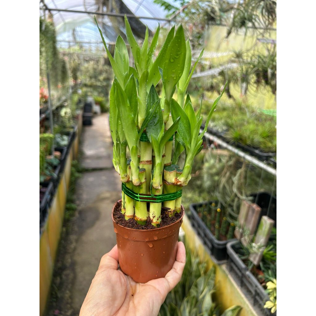 2 Tier Dracaena Sanderiana Lucky Bamboo Houseplant Shopee Singapore   Sg 11134207 7rbmw Lorvr0nci87c26