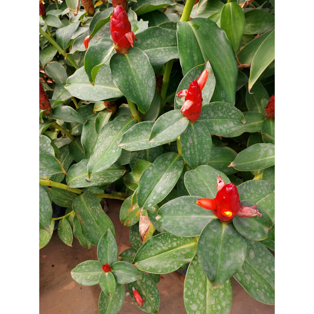 Costus Woodsonii Red Button Ginger Scarlet Spiral Flag Flowering Indoor ...