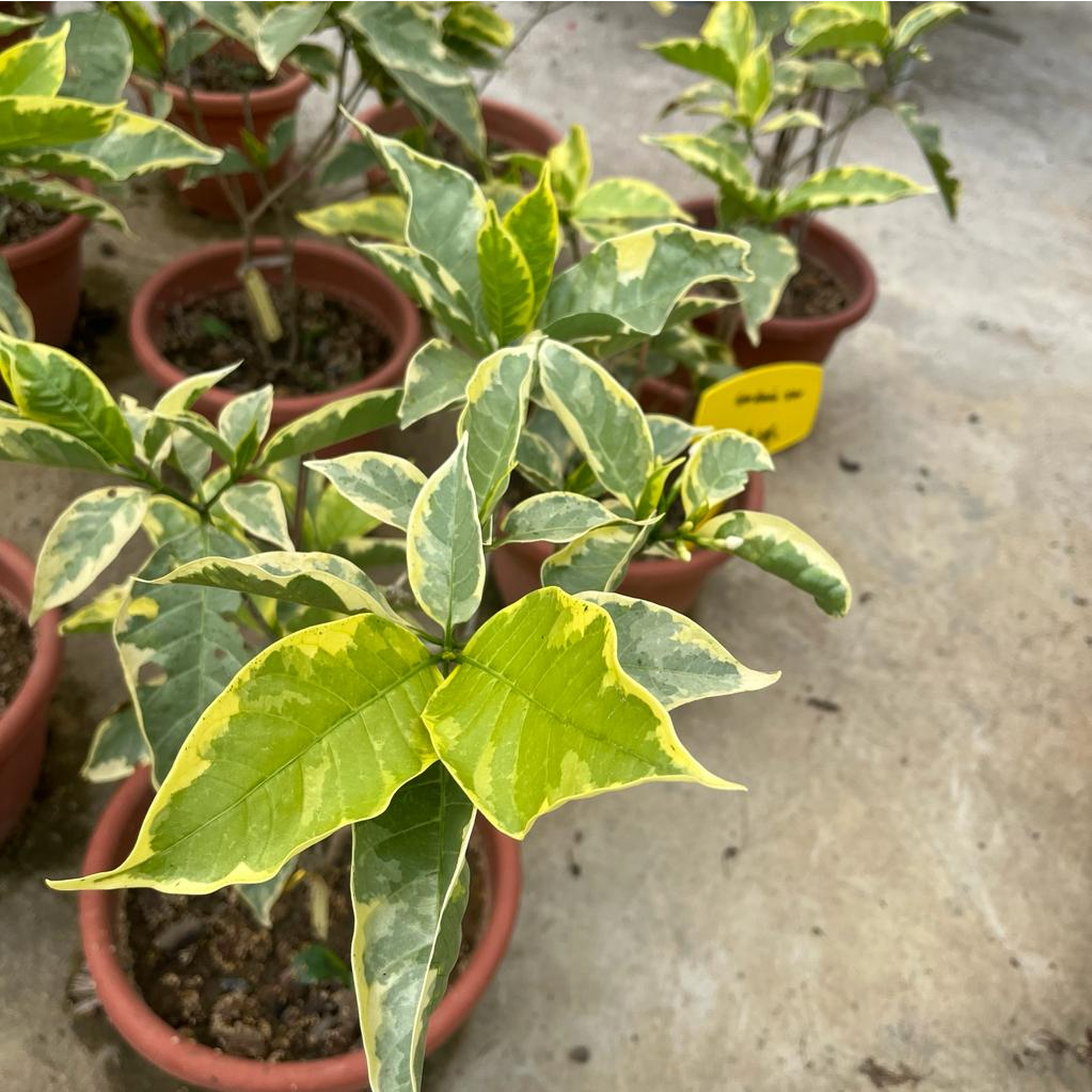 Tabernaemontana Variegated Big Leaves (1m) | Shopee Singapore