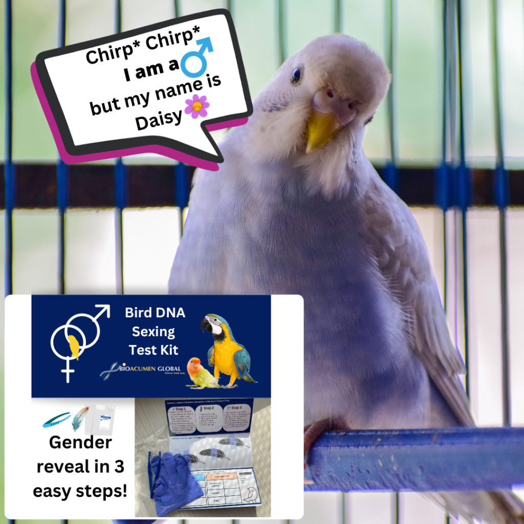 BioA™ Bird DNA Sexing Test Kit (Male or Female?) | Shopee Singapore