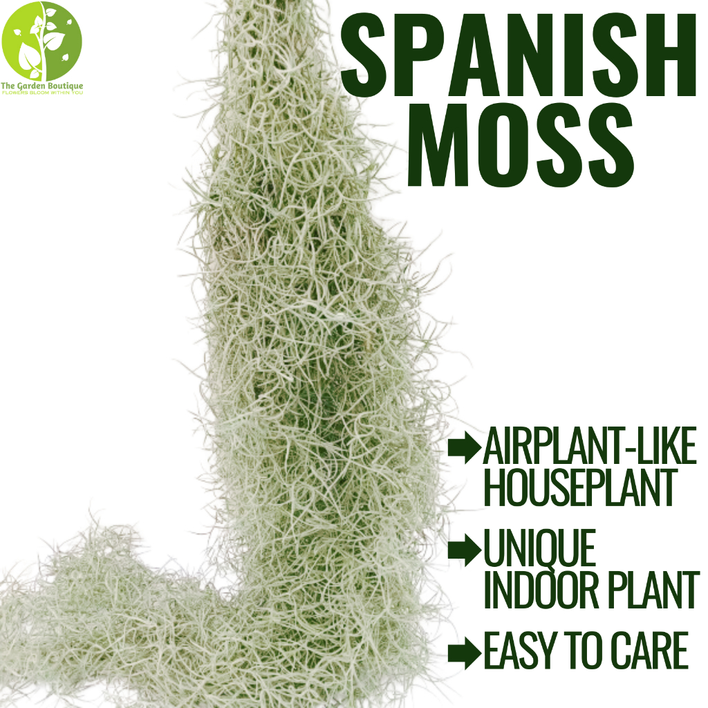 [Local Seller] Spanish moss Air Plant Houseplant Indoor Plant Outdoor