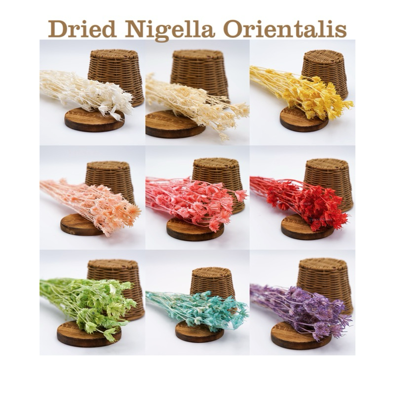 [SG READY STOCKS] Preserved Flower Wholesaler Dried Nigella Orientalis