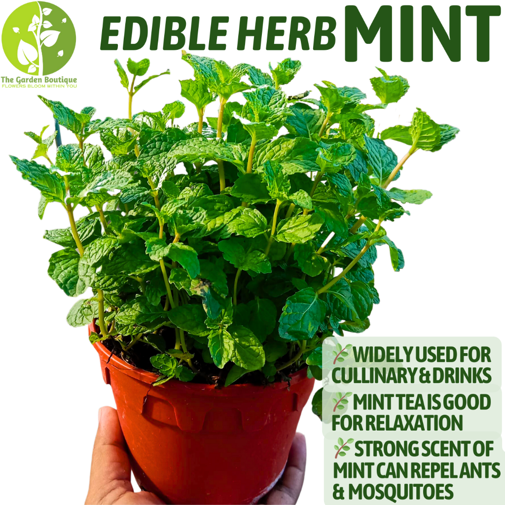 Local Seller Edible Mint Herb Spices Fresh Gardening Houseplant