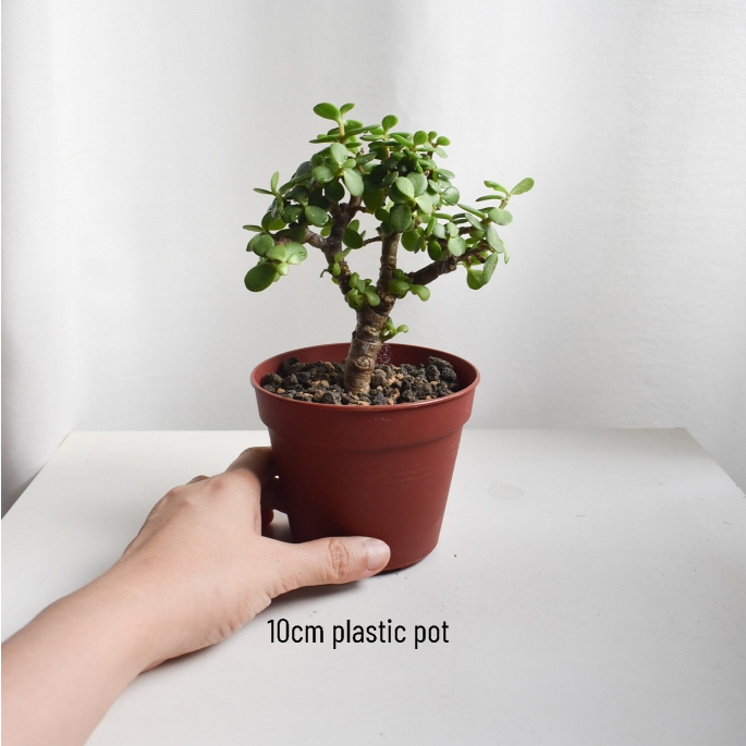 Dwarf Jade Bonsai in Mica (Twice a week watering) | Shopee Singapore