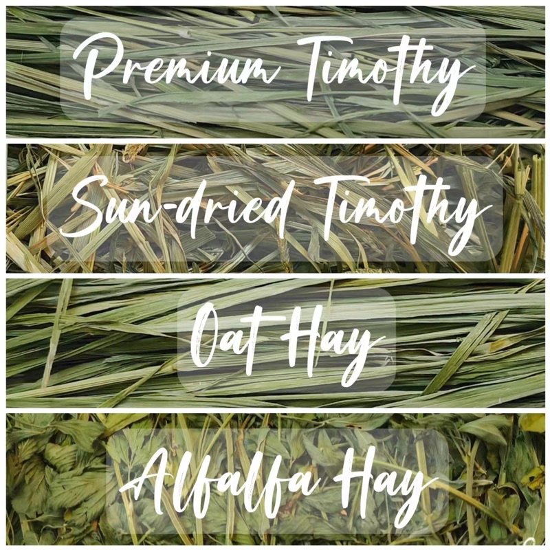 [Ready Stock] Timothy, Alfalfa, Oat Hay, Orchard Hay - 500g | Shopee ...