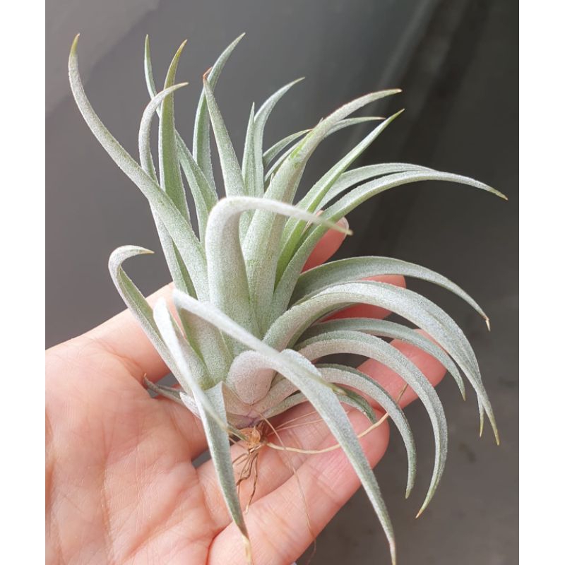 dracaena bamboo Dracaena
