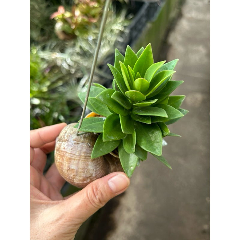 Hoya Pachyclada Small Leaf In Hanging Snail Shell *Houseplant* | Shopee ...