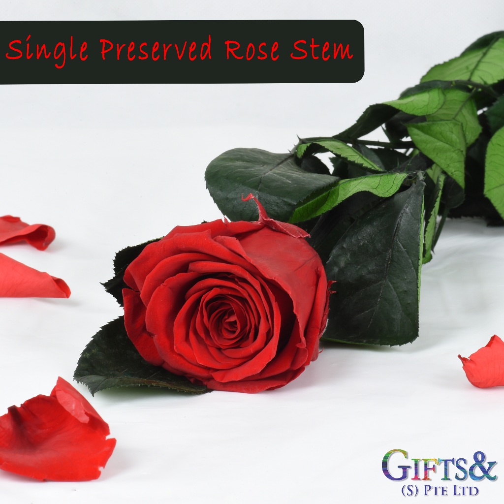 [SGLOCAL] Preserved Single Roses Stalk/Preserved leaves/preserved stem ...