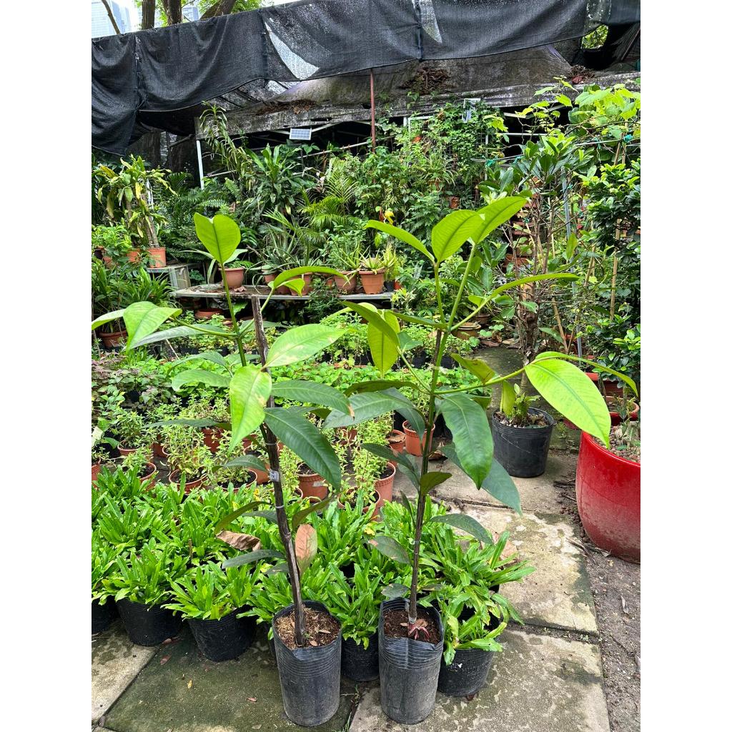 Grafted Mangosteen tree/fruit tree/Garcinia mangostana Shopee Singapore
