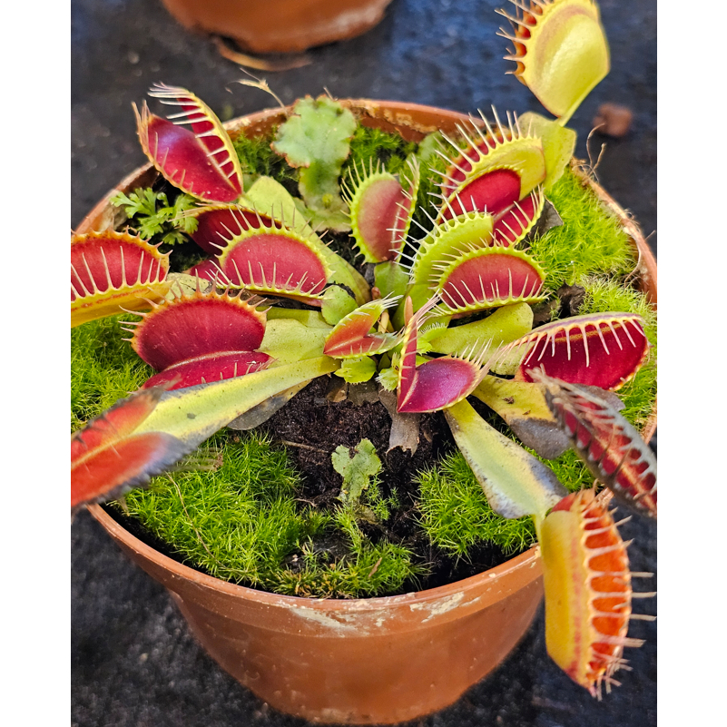 Dionaea Venus Flytrap Carnivorous House Home Potted Plant Gardening ...