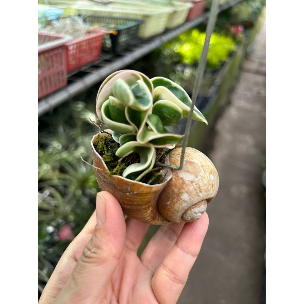 Hoya Compacta Variegated in Hanging Snail Shell *Houseplant* | Shopee ...