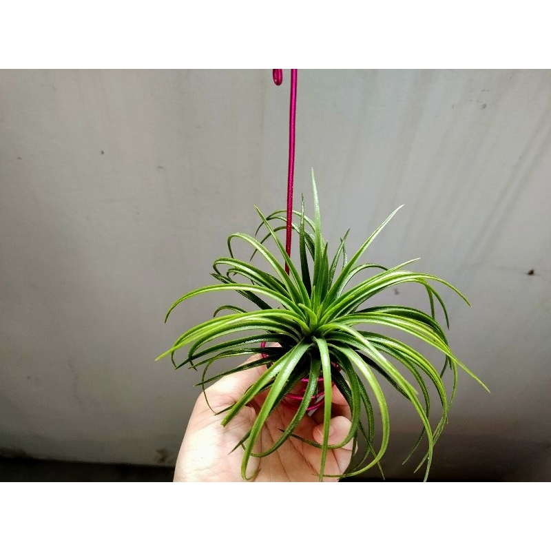 Air plant/tillandsia/Victoria /fresh plant/nice gift | Shopee Singapore