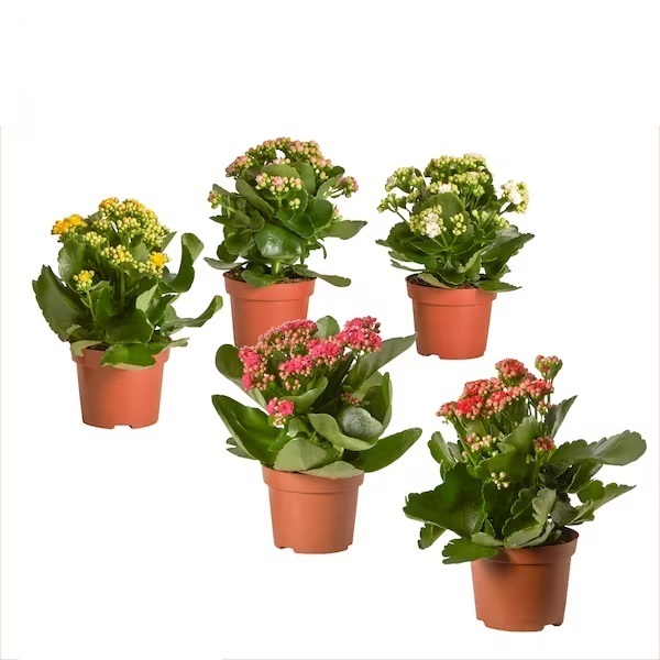 花 t3plant.car Set of 3 万紫千红 / 长寿花 Kalanchoe Chinese New Year Flowering