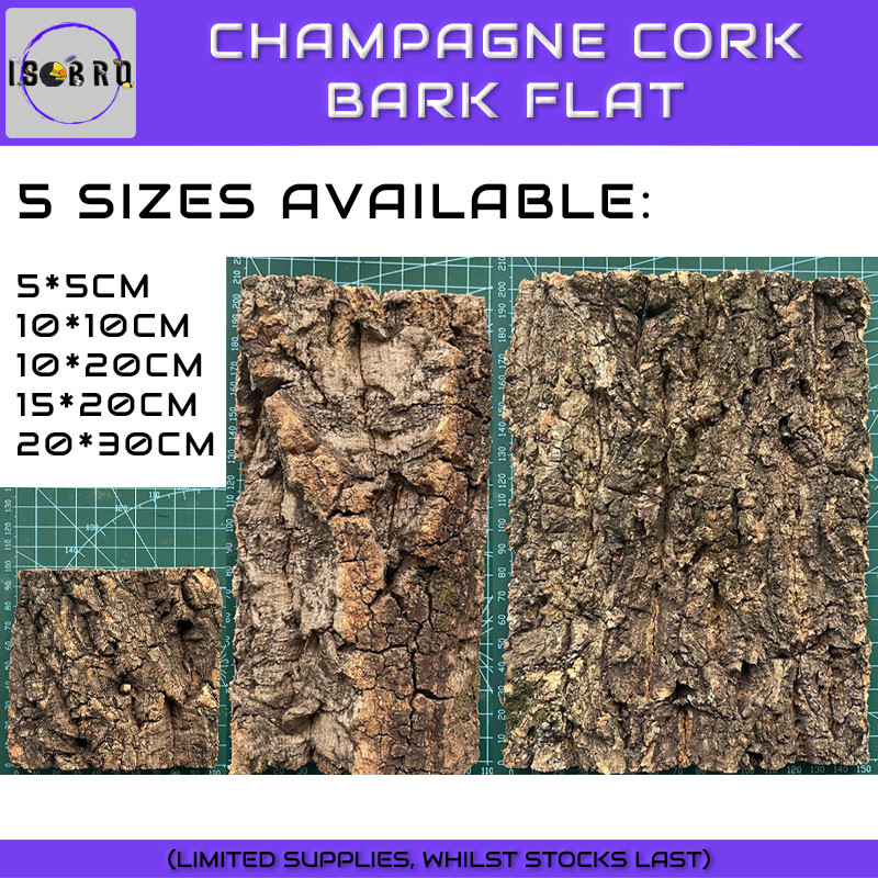 Champagne Cork Bark Flats — (Various Sizes For Isopod / Terrarium