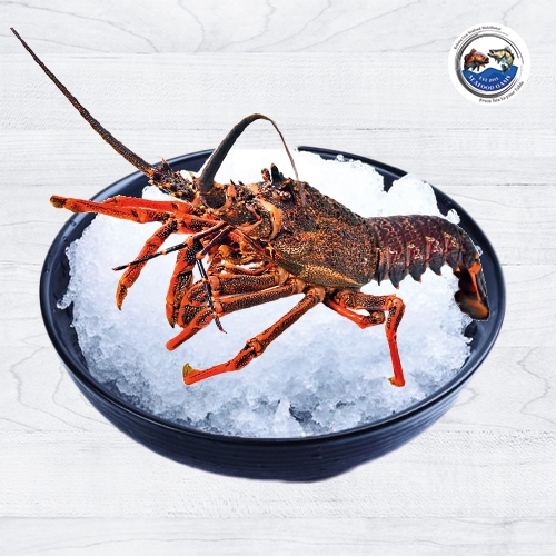 23-24 新品 LOBSTER/ロブスター AIRMSTER 150 23-24 新品 LOBSTER/ロブスター AIRMSTER 150 23-24 新品
