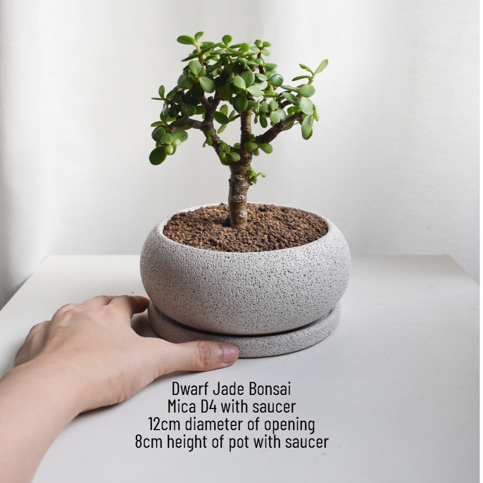 Dwarf Jade Bonsai in Mica (Twice a week watering) | Shopee Singapore