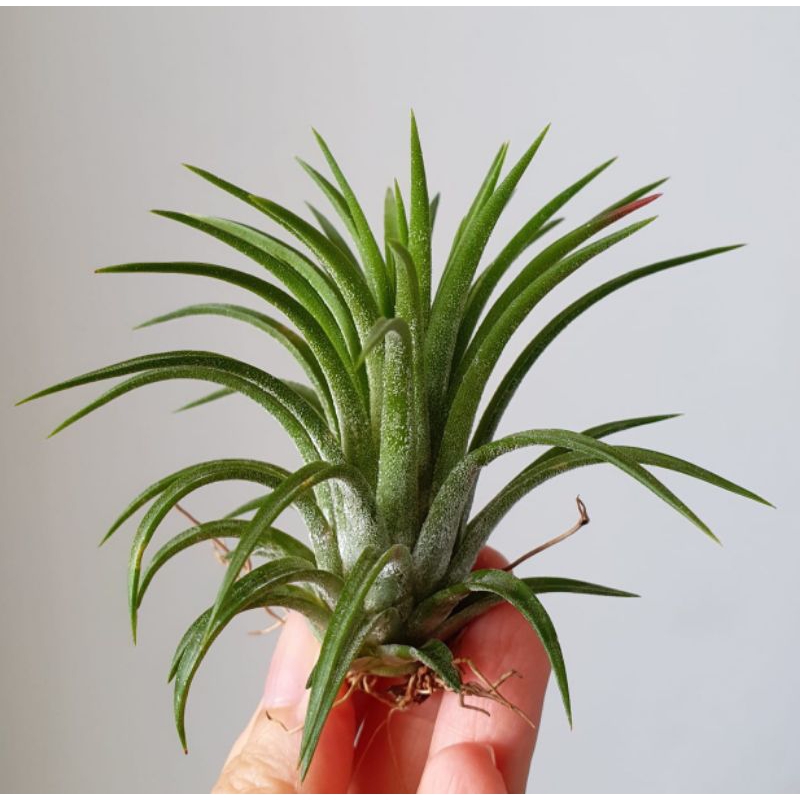 Tillandsia Ionantha Monkey Tail 速達発送（Tillandsia