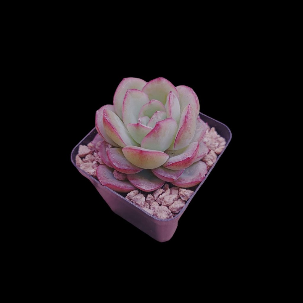 Succulents Echeveria Morning Dew 晨露 6cmready Stocksg Seller Shopee