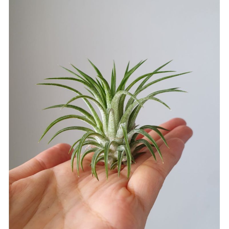 Air Plant - Tillandsia Ionantha Variegata | Gift | Wedding favours |  Customise | Plants | Shopee Singapore