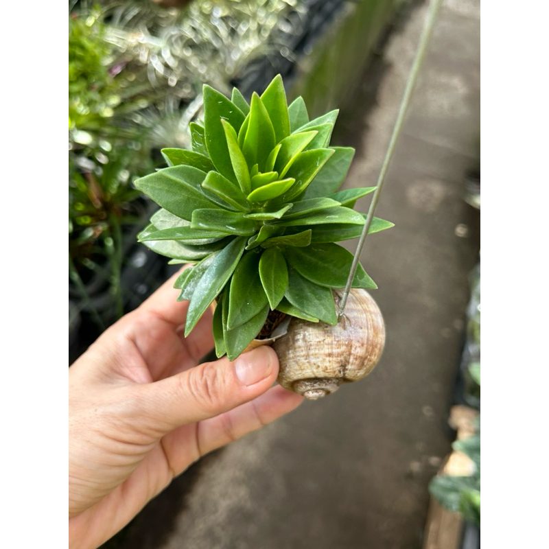 Hoya Pachyclada Small Leaf In Hanging Snail Shell *Houseplant* | Shopee ...