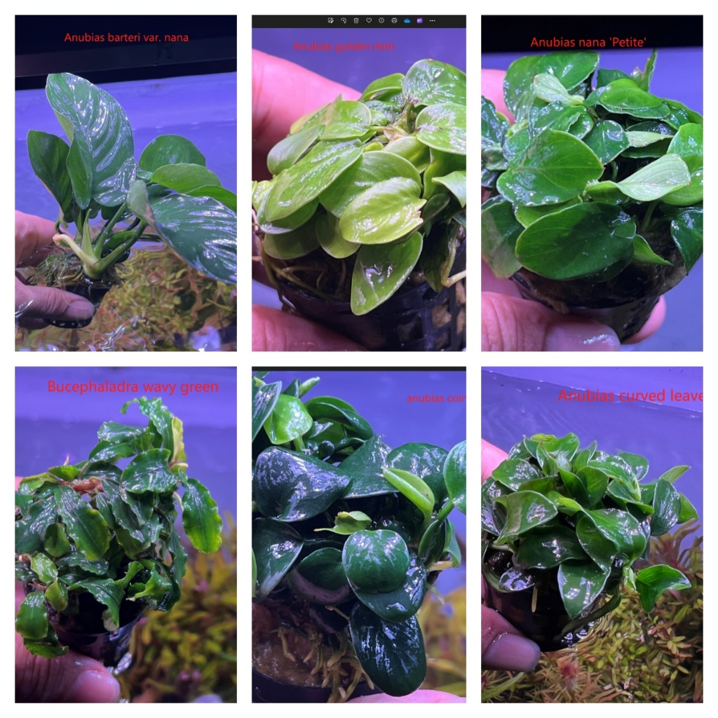 Anubias barteri nana, golen mini,nana petite,coin,curved leaves ...