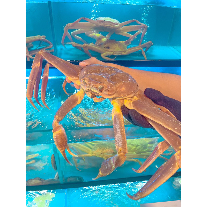 Live snow crab | Shopee Singapore