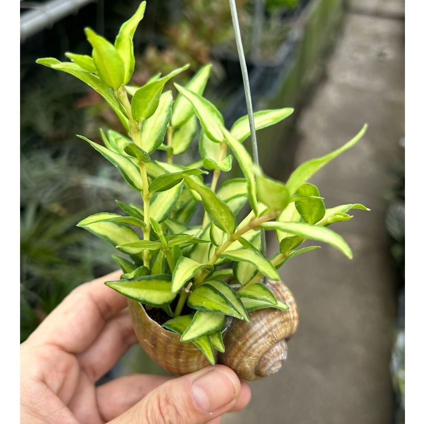 Hoya Bella Luis Bois in Hanging Snail Shell *Houseplant* | Shopee Singapore