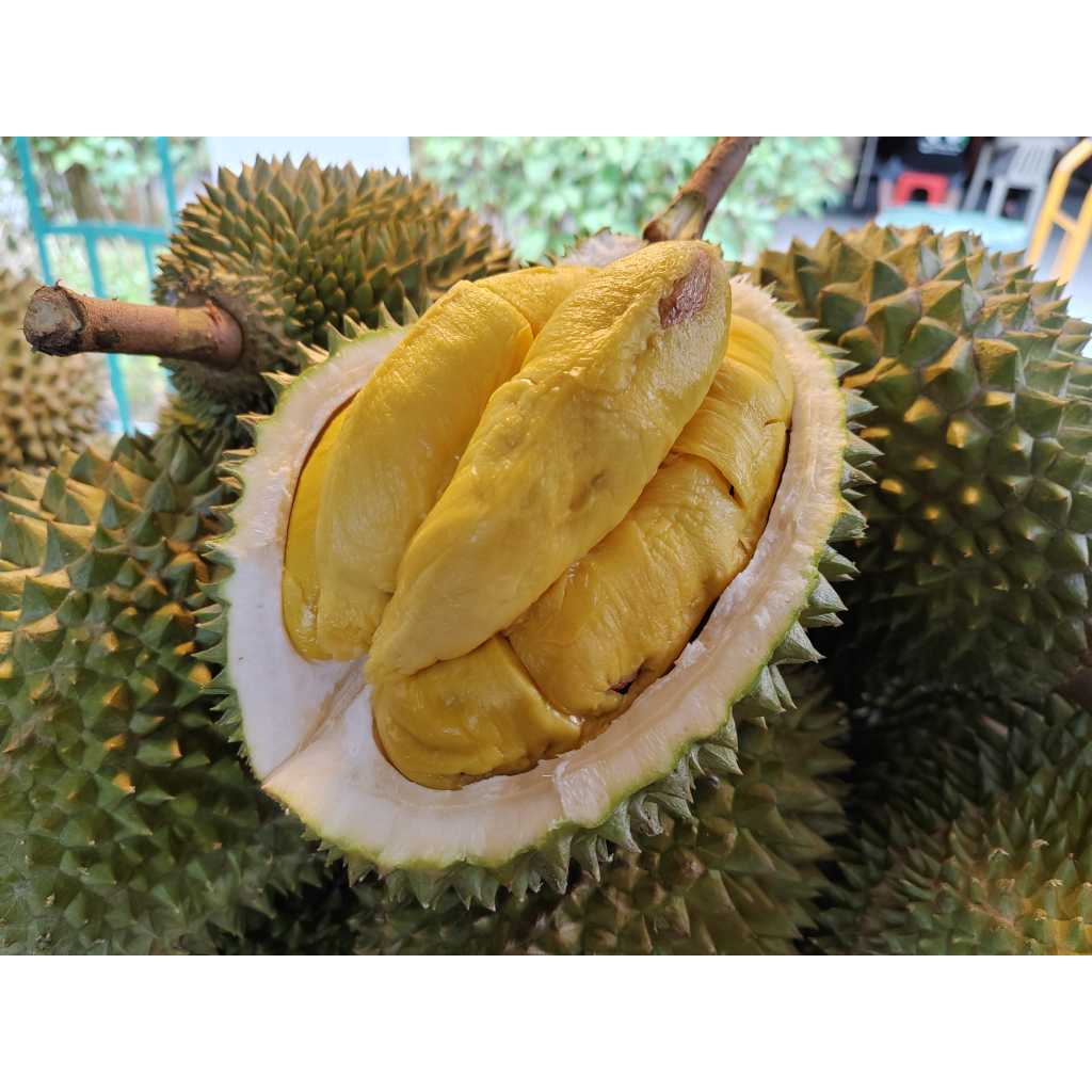 Durian 