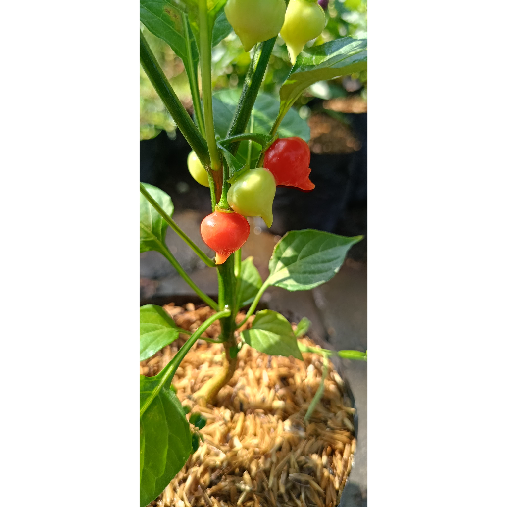 Cherry Pepper Plant (Capsicum annuum) – Ornamental & Edible | Shopee ...