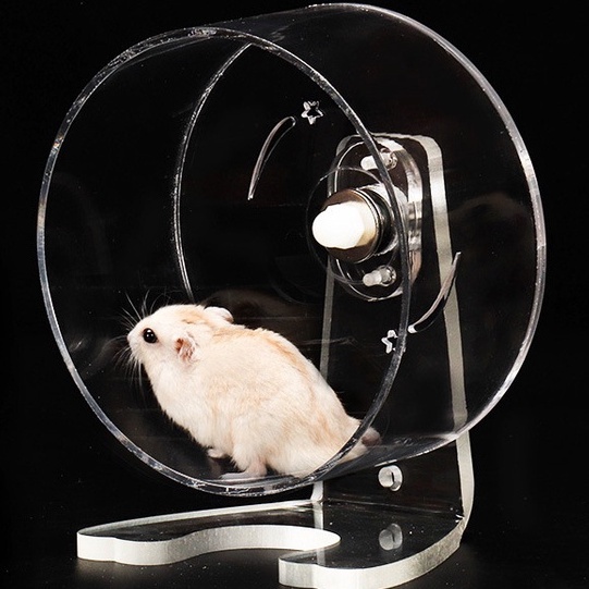 Snapshot of Furry Hamster Hideaways With Wheel