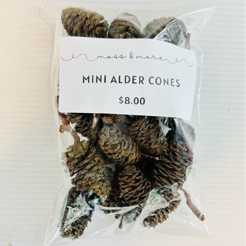 Fresh Look at Mini Alder Cone Natural Food Source For Shrimps