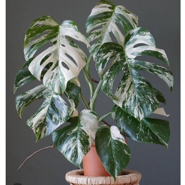 Monstera Albo Variegated: Rooted Single Node ( Fresh Cutting ) | Shopee ...