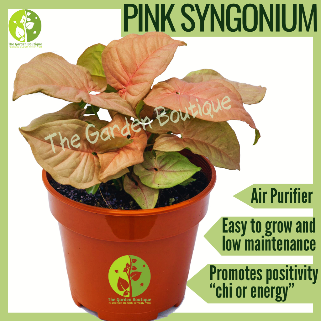[Local Seller] Pink Syngonium Houseplant Fresh Indoor Plant Lucky Plant ...