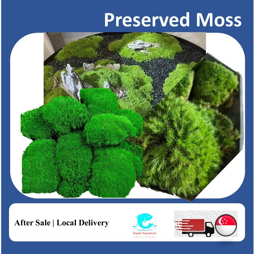 Preserved moss high quality holland moss | Shopee Singapore