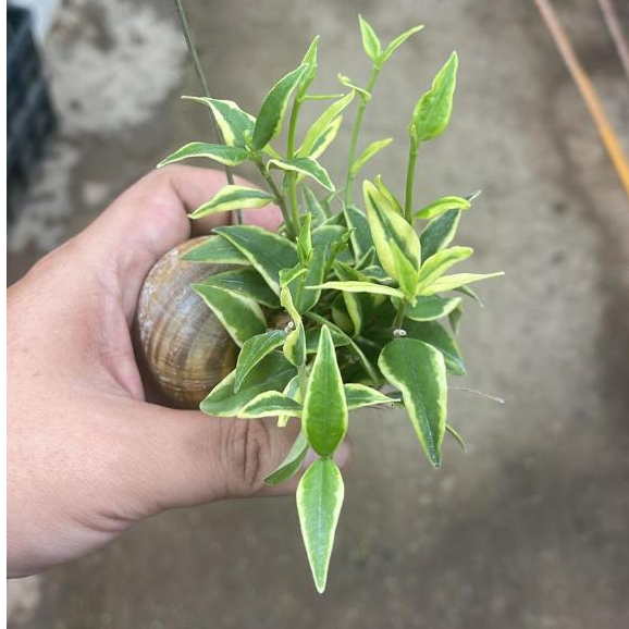 Hoya Bella ‘Anneke Buis’ in Hanging Snail Shell *Houseplant* | Shopee ...