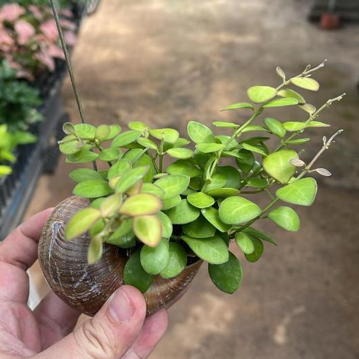 Hoya Panchoi in Hanging Snail Shell *Houseplant* | Shopee Singapore