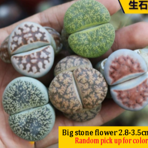 Largest size Lithops Succulent Plant Rare Green Smoked Flower Office ...