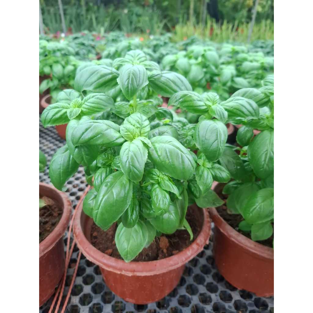 Lettuce Leaf Basil (sweet basil) ~200-300mm height ,6 inch pot | Shopee ...