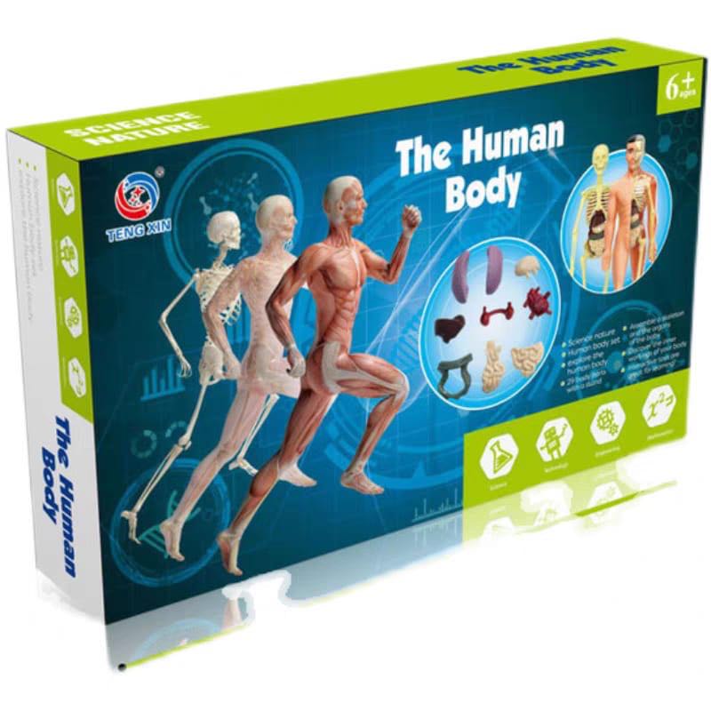 4D MASTER Chameleon Assembly Model Puzzle Toy Animal Organ Anatomy Skeleton Removable Gift main image 0