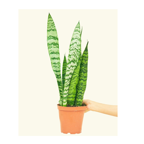 Sansevieria Zeylanica (Snake Plant/Mother-in-Law’s Tongue) in 23cm