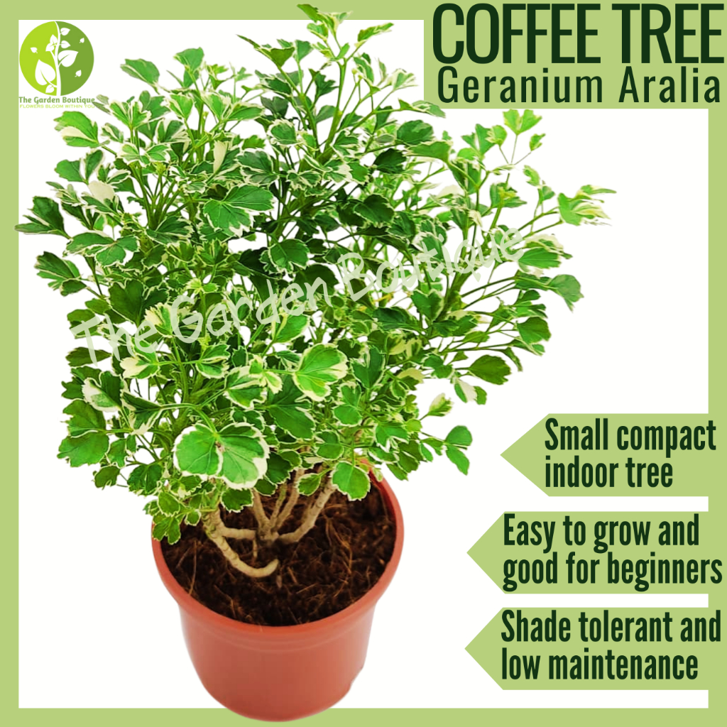 What are the Easiest Small Plants for Beginners?  