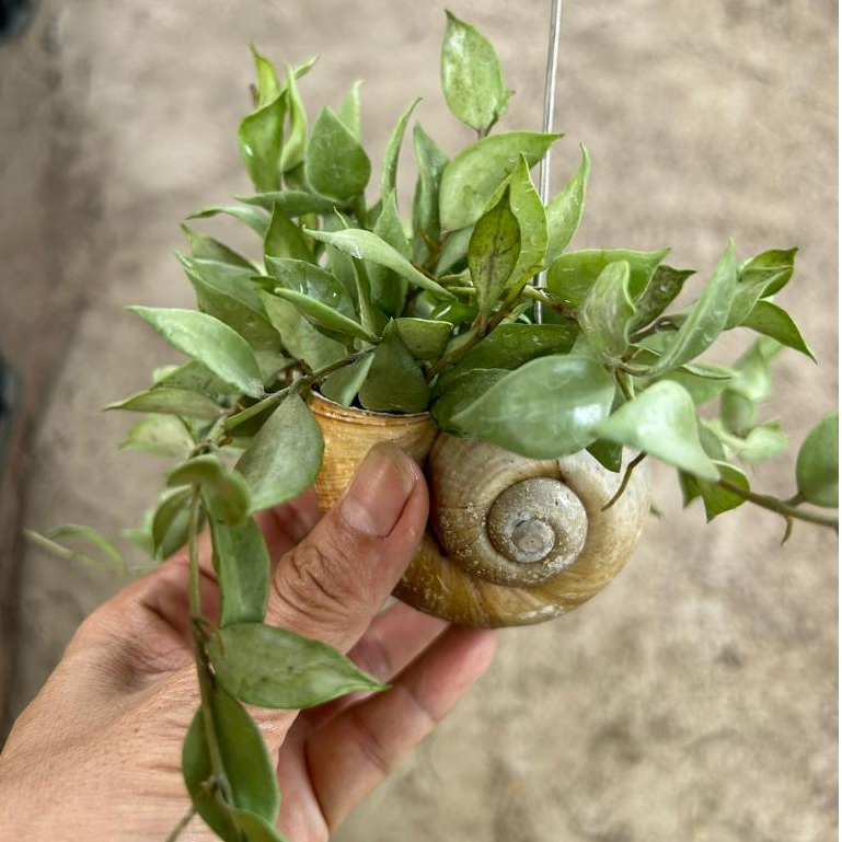 Hoya Lacunosa Silver in Hanging Snail Shell *Houseplant* | Shopee Singapore