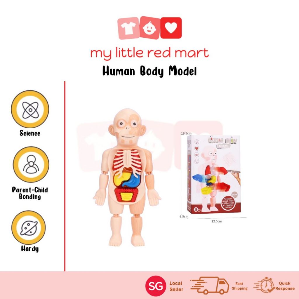 Learning Body Parts For Children Human Body Model | Shopee Singapore