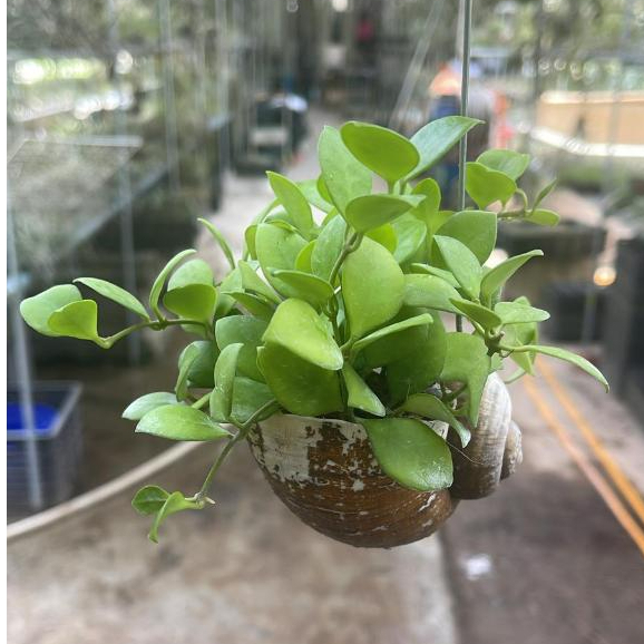 Hoya Heuschkeliana Pink in Hanging Snail Shell *Houseplant* | Shopee ...
