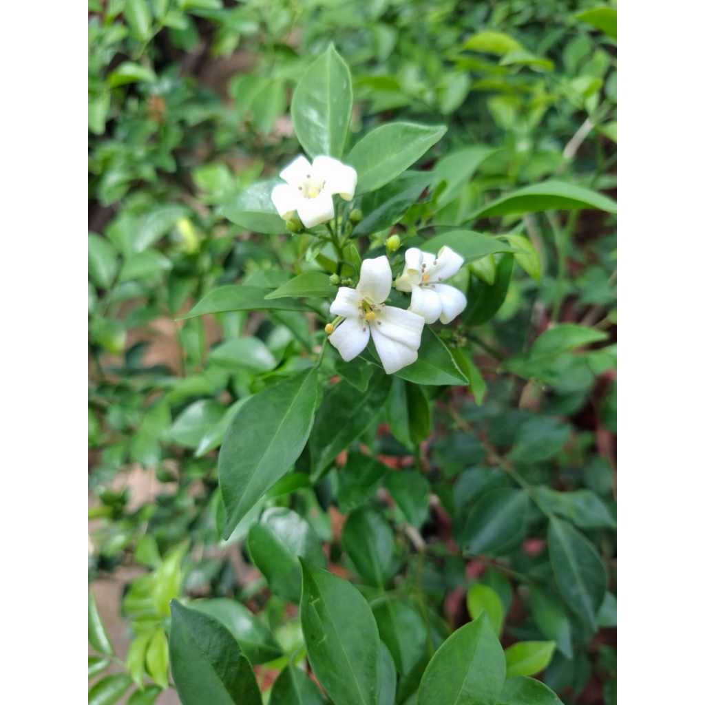 Murraya 8-9inch pot,Ht ~1-2ft | Shopee Singapore