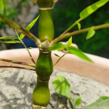 Bambusa Vulgaris 'wamin', Buddha Belly Bamboo, Giant Buddha Belly 